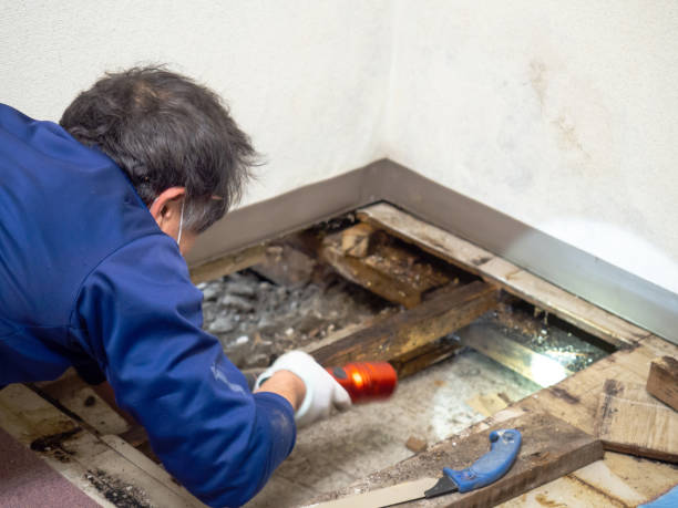  New Tazewell, TN Mold Removal Pros