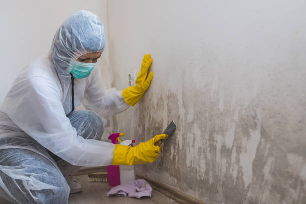 Best Mold Testing  in New Tazewell, TN