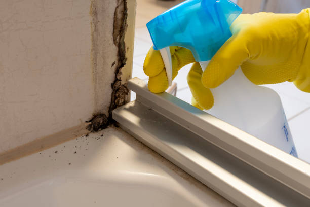 Best Office Mold Removal Services  in New Tazewell, TN