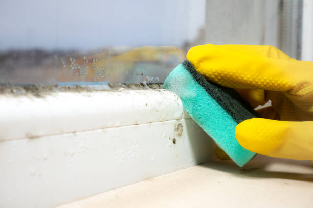Best Mold Remediation  in New Tazewell, TN