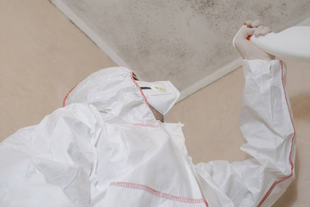 Best Mold Removal Near Me  in New Tazewell, TN