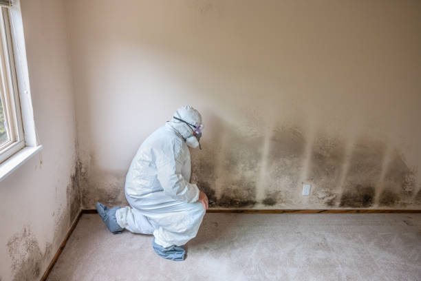 Best Black Mold Removal  in New Tazewell, TN