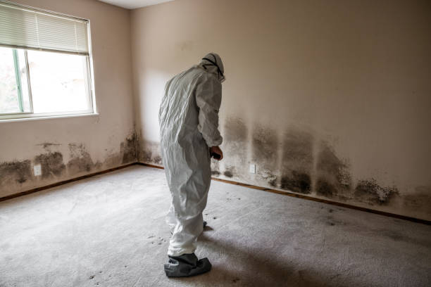 Best Fast Mold Removal  in New Tazewell, TN