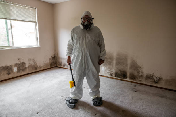 Best Commercial Mold Removal  in New Tazewell, TN