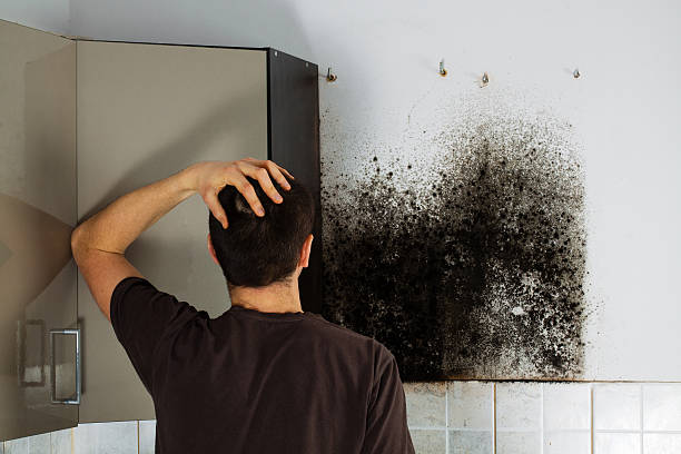Best Attic Mold Removal  in New Tazewell, TN