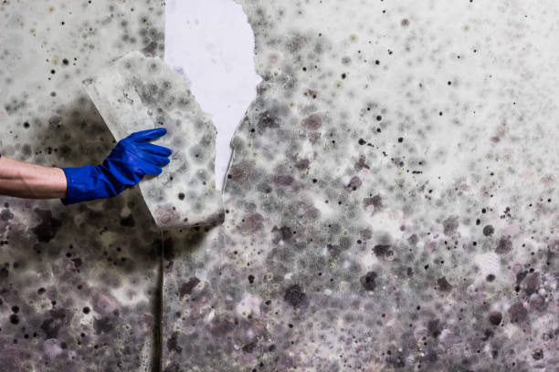 Best Mold Testing  in New Tazewell, TN
